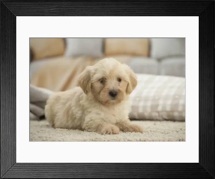 Framed Print : Picture No. 11991926 Framed Print : Picture No. 11991926