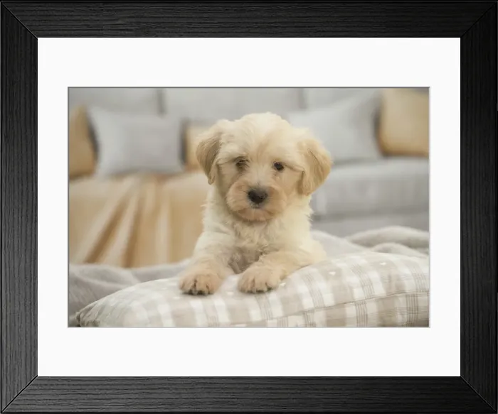 Framed Print : Picture No. 11991927 Framed Print : Picture No. 11991927