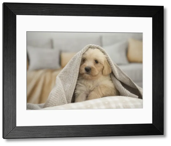 Framed Print : Picture No. 11991928 Framed Print : Picture No. 11991928