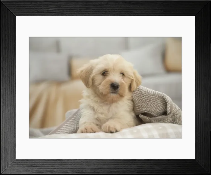 Framed Print : Picture No. 11991929 Framed Print : Picture No. 11991929