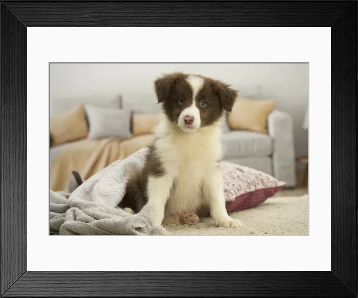 Framed Print : Picture No. 11991931 Framed Print : Picture No. 11991931