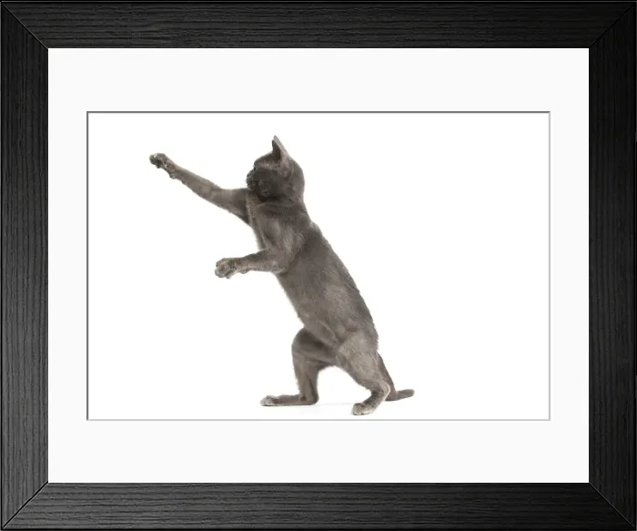 Framed Print : Picture No. 11991934 Framed Print : Picture No. 11991934