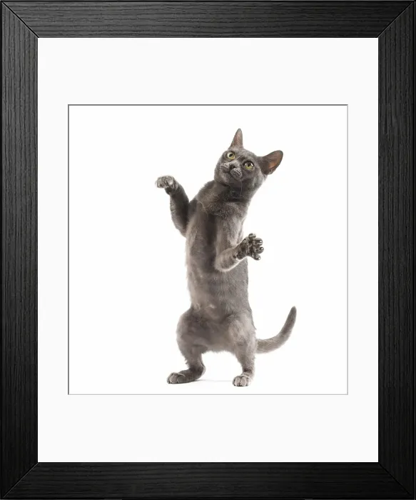 Framed Print : Picture No. 11991935 Framed Print : Picture No. 11991935