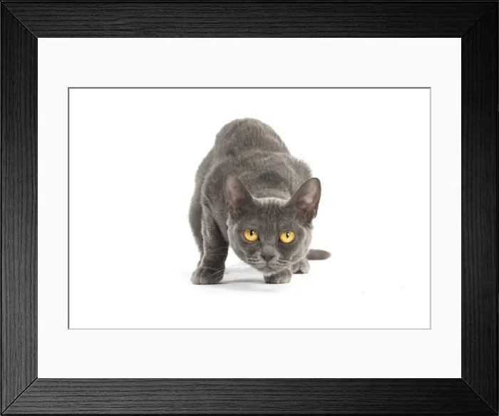 Framed Print : Picture No. 11991936 Framed Print : Picture No. 11991936