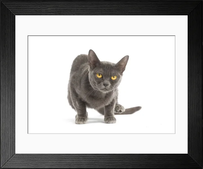 Framed Print : Picture No. 11991937 Framed Print : Picture No. 11991937