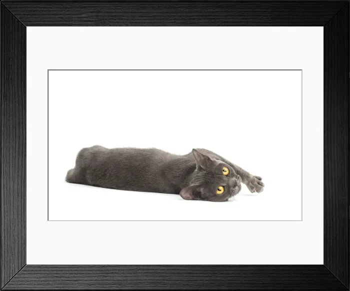Framed Print : Picture No. 11991941