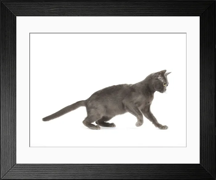 Framed Print : Picture No. 11991939 Framed Print : Picture No. 11991939