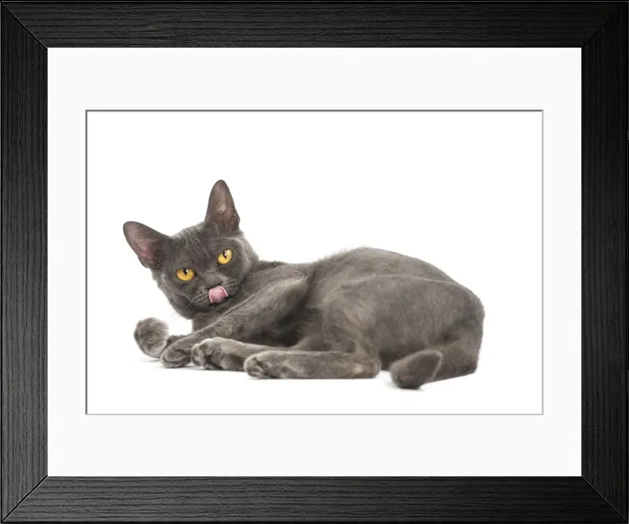 Framed Print : Picture No. 11991943 Framed Print : Picture No. 11991943