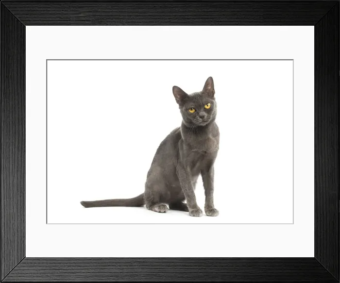 Framed Print : Picture No. 11991945 Framed Print : Picture No. 11991945