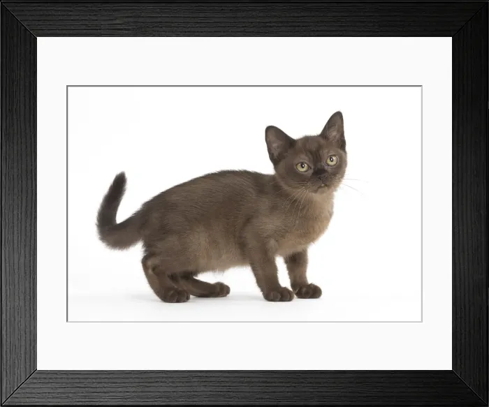 Framed Print : Picture No. 11991947 Framed Print : Picture No. 11991947