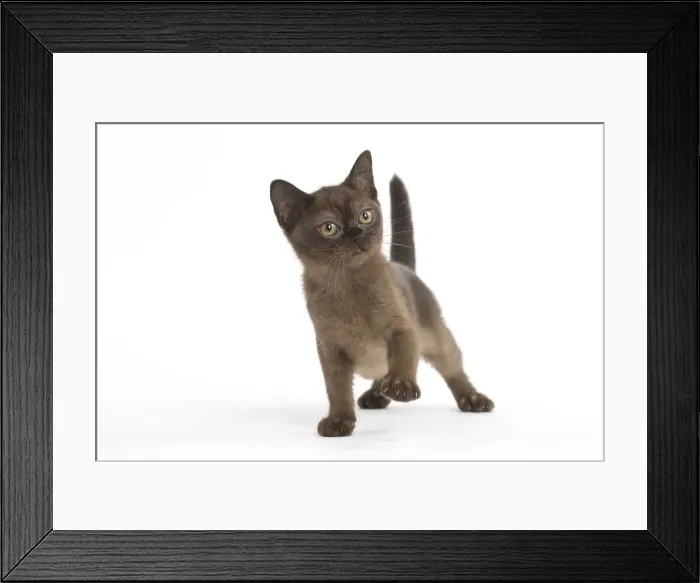 Framed Print : Picture No. 11991949 Framed Print : Picture No. 11991949
