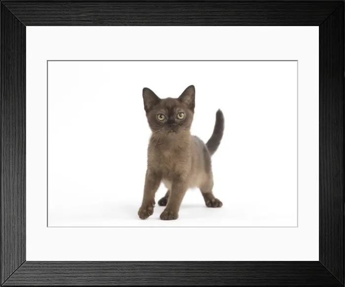 Framed Print : Picture No. 11991948 Framed Print : Picture No. 11991948