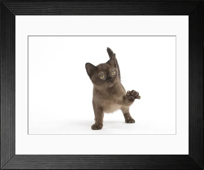 Framed Print : Picture No. 11991950 Framed Print : Picture No. 11991950