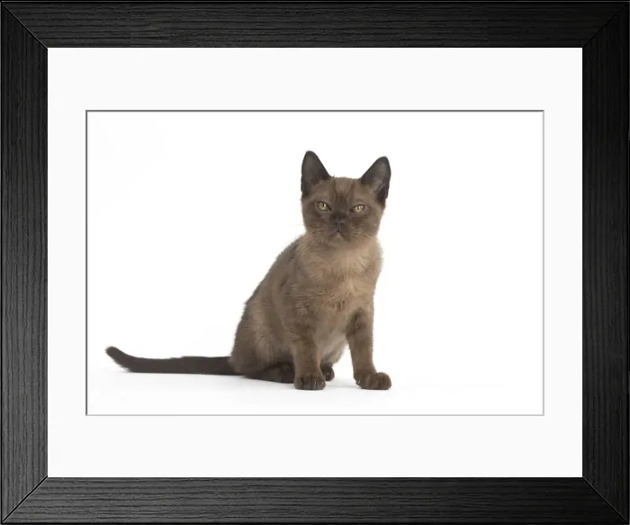 Framed Print : Picture No. 11991951 Framed Print : Picture No. 11991951