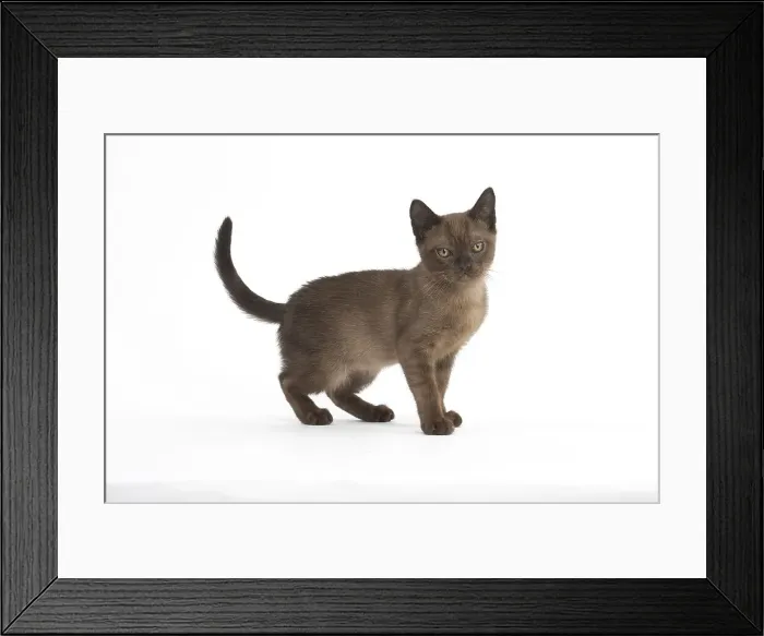 Framed Print : Picture No. 11991952 Framed Print : Picture No. 11991952