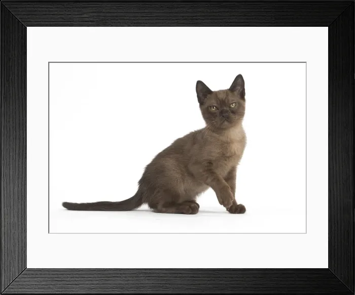 Framed Print : Picture No. 11991953 Framed Print : Picture No. 11991953