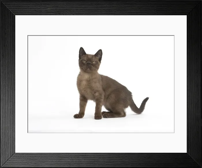 Framed Print : Picture No. 11991954
