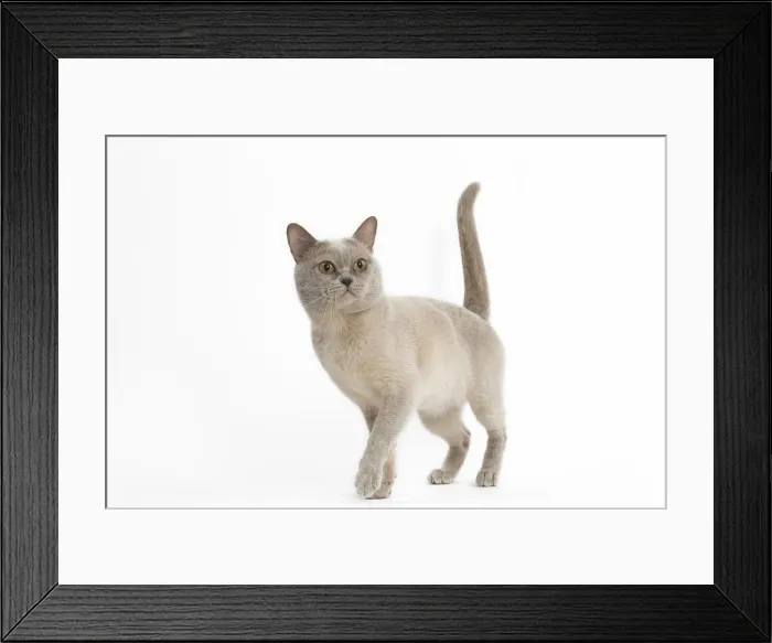 Framed Print : Picture No. 11991955 Framed Print : Picture No. 11991955
