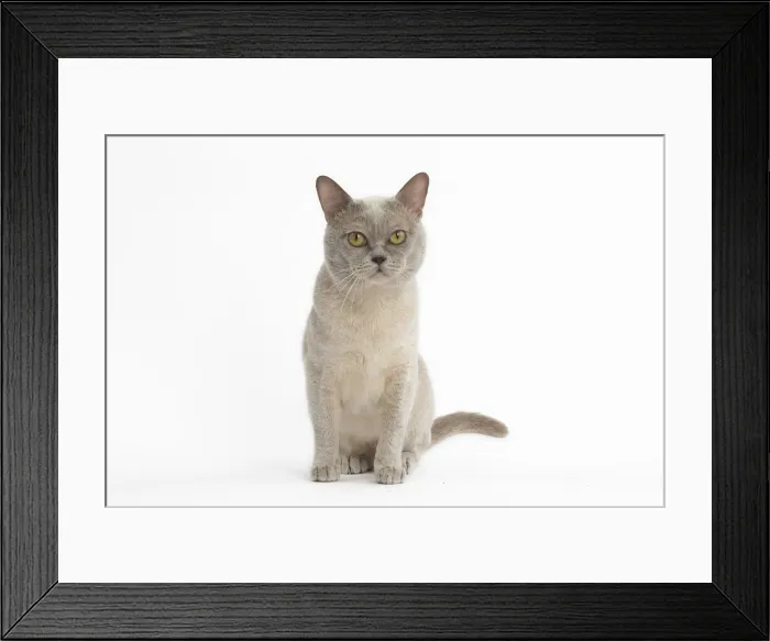 Framed Print : Picture No. 11991956 Framed Print : Picture No. 11991956