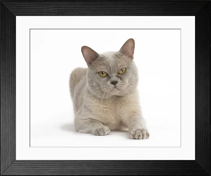 Framed Print : Picture No. 11991957 Framed Print : Picture No. 11991957