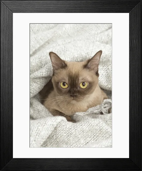 Framed Print : Picture No. 11991959 Framed Print : Picture No. 11991959