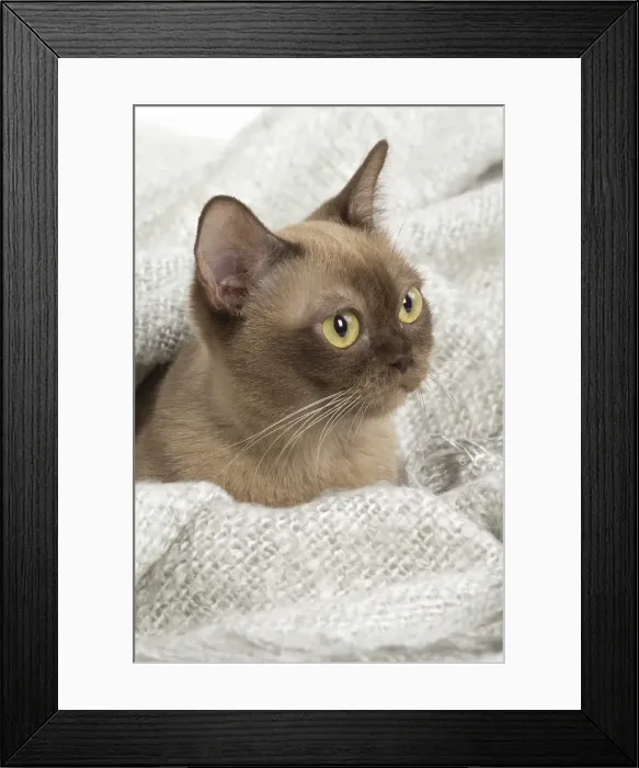 Framed Print : Picture No. 11991960 Framed Print : Picture No. 11991960