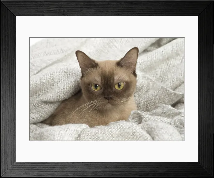 Framed Print : Picture No. 11991961 Framed Print : Picture No. 11991961