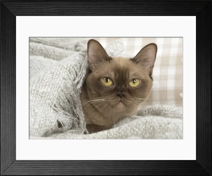 Framed Print : Picture No. 11991962 Framed Print : Picture No. 11991962