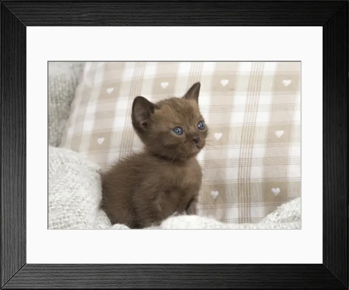 Framed Print : Picture No. 11991963 Framed Print : Picture No. 11991963