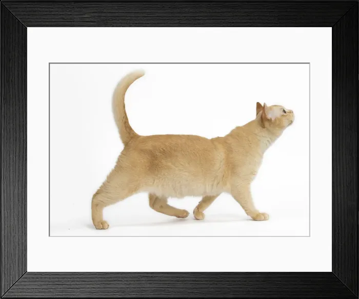 Framed Print : Picture No. 11991965 Framed Print : Picture No. 11991965