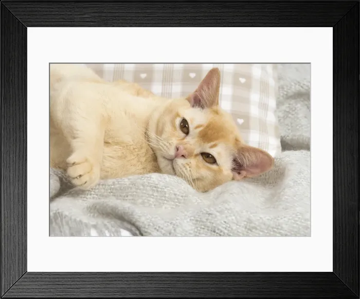 Framed Print : Picture No. 11991967 Framed Print : Picture No. 11991967