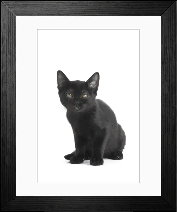 Framed Print : Picture No. 11991968 Framed Print : Picture No. 11991968
