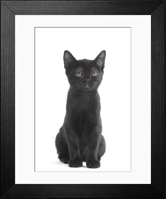 Framed Print : Picture No. 11991970 Framed Print : Picture No. 11991970