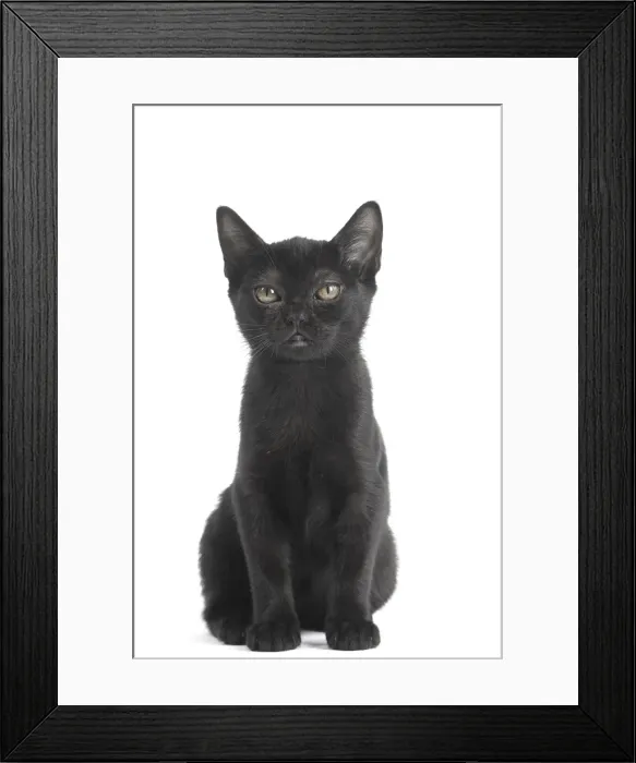 Framed Print : Picture No. 11991971 Framed Print : Picture No. 11991971