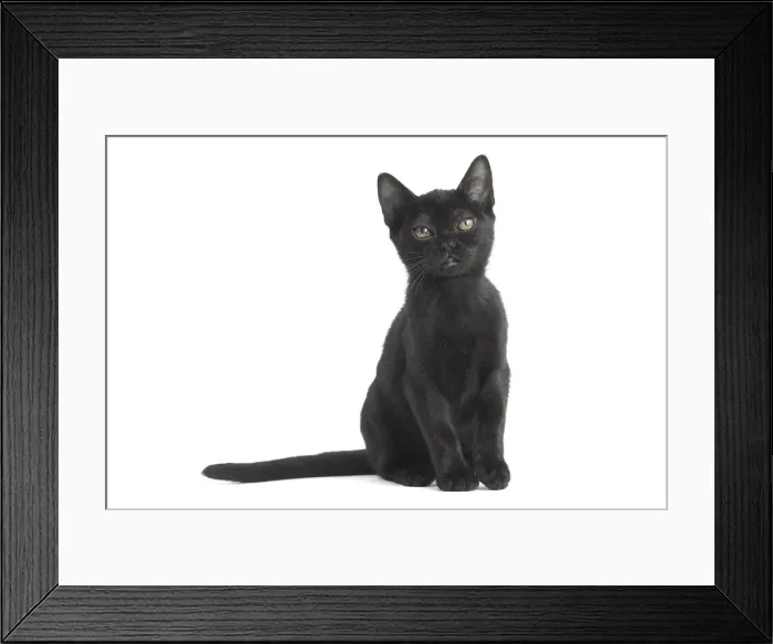 Framed Print : Picture No. 11991973 Framed Print : Picture No. 11991973