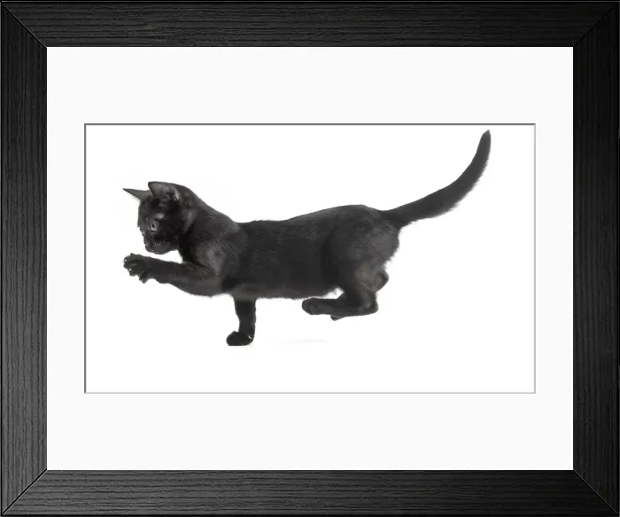 Framed Print : Picture No. 11991975 Framed Print : Picture No. 11991975