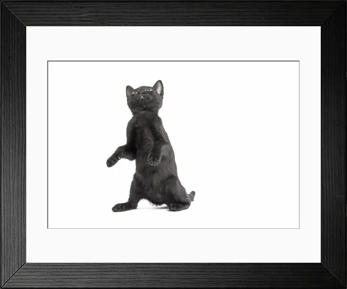 Framed Print : Picture No. 11991974 Framed Print : Picture No. 11991974