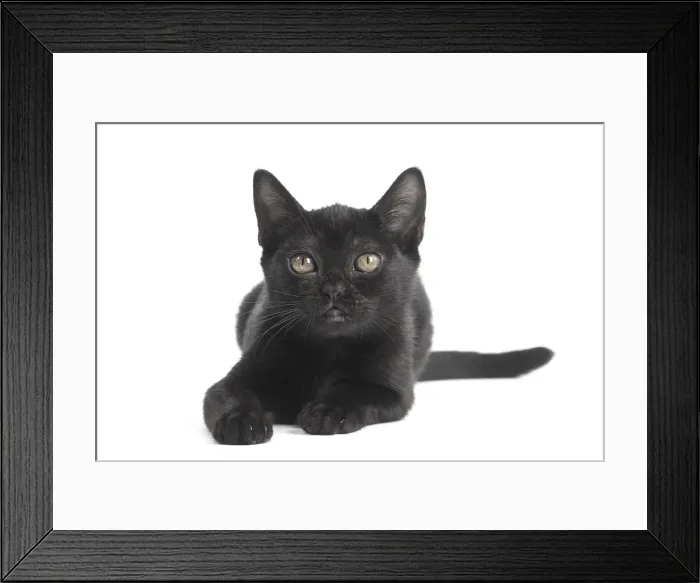 Framed Print : Picture No. 11991976 Framed Print : Picture No. 11991976