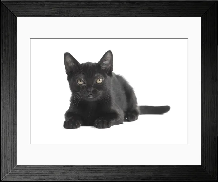Framed Print : Picture No. 11991977 Framed Print : Picture No. 11991977