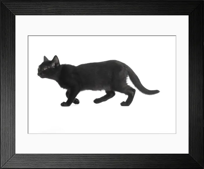 Framed Print : Picture No. 11991978 Framed Print : Picture No. 11991978