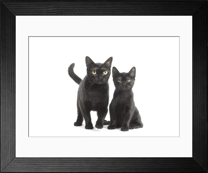Framed Print : Picture No. 11991979 Framed Print : Picture No. 11991979