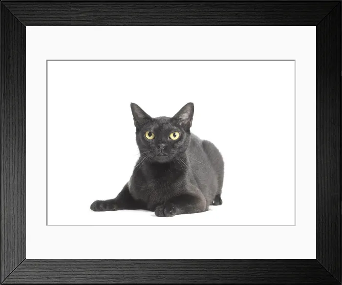 Framed Print : Picture No. 11991981 Framed Print : Picture No. 11991981