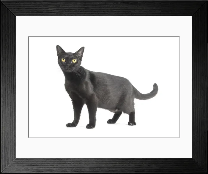 Framed Print : Picture No. 11991982 Framed Print : Picture No. 11991982