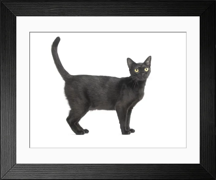 Framed Print : Picture No. 11991983 Framed Print : Picture No. 11991983