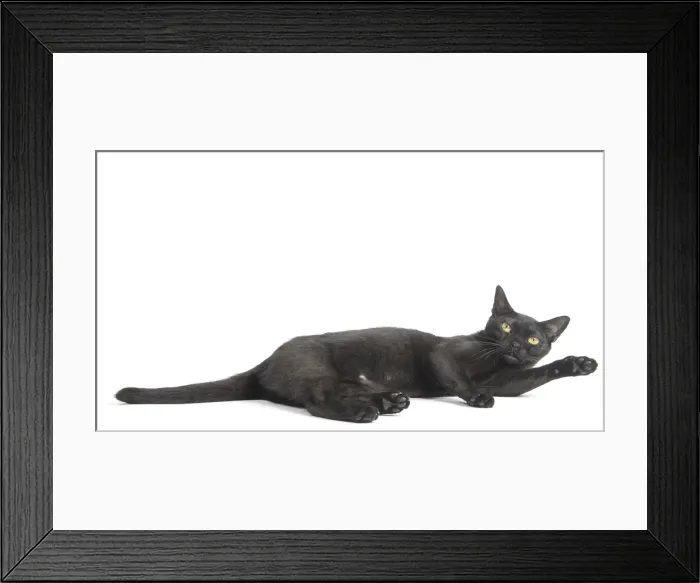 Framed Print : Picture No. 11991985 Framed Print : Picture No. 11991985