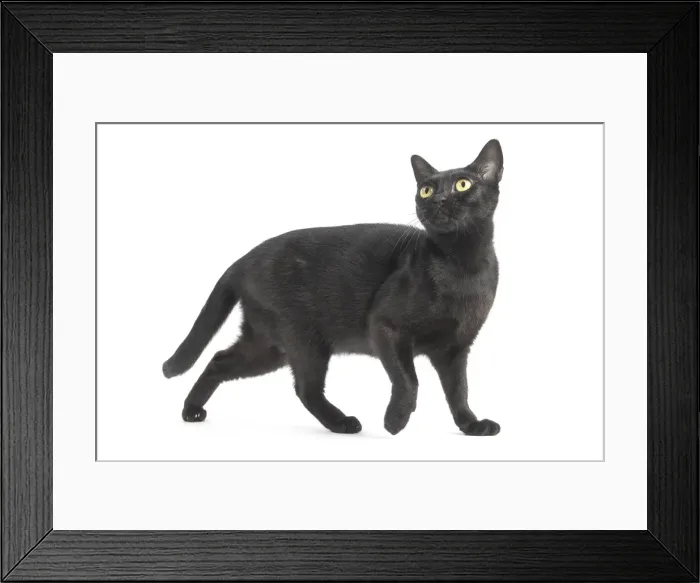 Framed Print : Picture No. 11991984 Framed Print : Picture No. 11991984