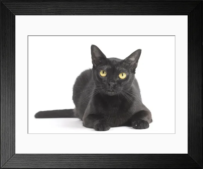 Framed Print : Picture No. 11991986 Framed Print : Picture No. 11991986