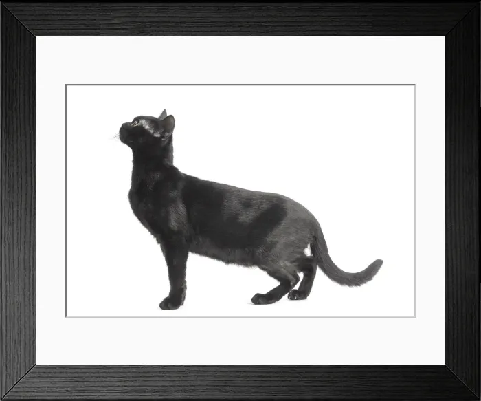 Framed Print : Picture No. 11991987 Framed Print : Picture No. 11991987