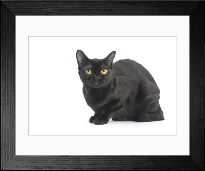 Framed Print : Picture No. 11991988 Framed Print : Picture No. 11991988
