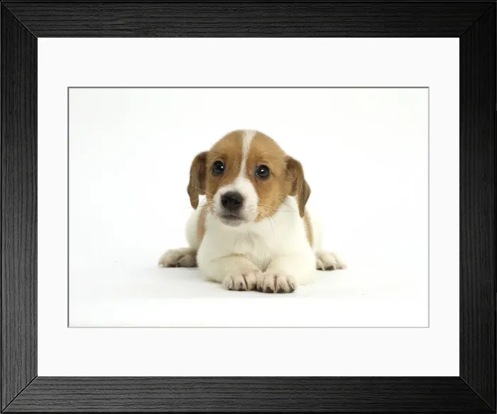 Framed Print : Picture No. 11991992